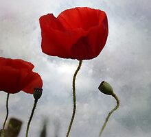 ...... where the poppies blow by Lynda Heins
