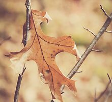 Hello November, by Debbra Obertanec