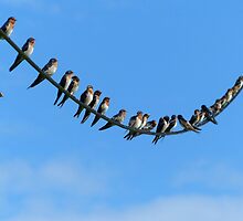 Bird On A Wire - Welcome Swallows NZ by AndreaEL