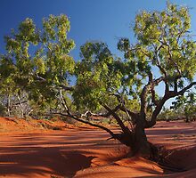 Morning, Hay River, River Bed, North Simpson Desert by Joe Mortelliti