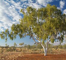 Ghost Gum,Batton Hill North Simpson Desert by Joe Mortelliti