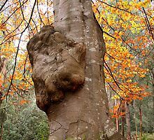 Does my bum look big in this? by Robyn Lakeman