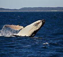 Humpback Whale by Darren Stones
