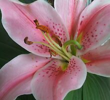 Star Gazer lily by roxiedog