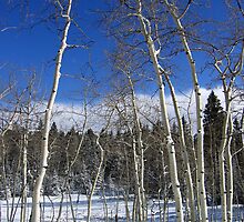 Dusted Aspens by Kara Rountree