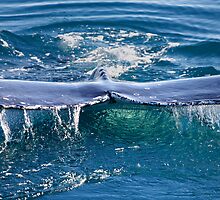 Humpback Whale by Darren Stones