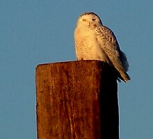 Snowy Owl by Jim Sugrue