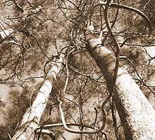 FAMILY TIES by Eric Kyle