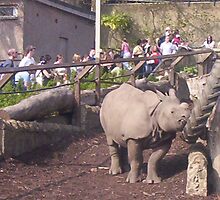 Rhinoceros by Gilliankaye