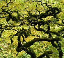 Gnarled!! by Wendi Donaldson