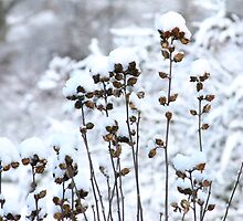 Dead Of Winter by Gary L Suddath