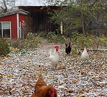 Chickens: first snow dusting by Nina Camic