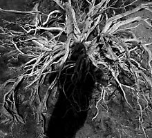 Desert Medusa by GCPhoto