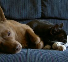 WHY CANT WE GET ALONG! by DarrellMoseley