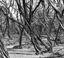 Burnt Out Parkland by Nigel Roulston