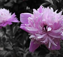 The Death of a Flower by Alex King