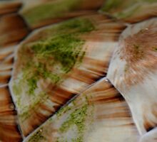 Turtle Shell 2 by Kylie Reid