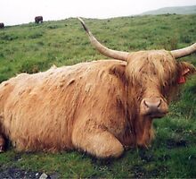Muckle Coo (Highland Cow) by blod