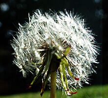 Dandelion kisses by maiboo