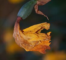 Spent by Bryan Cossart