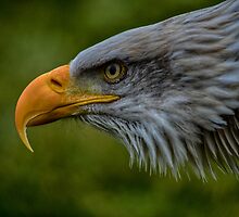 You talking to me?? by Nicole W.