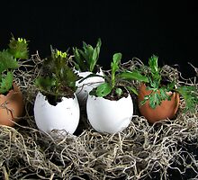 Egg Plant by Maria Dryfhout