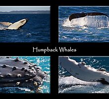 Humpback Whales by Darren Stones