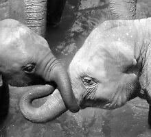 Cuddles by Kylie Reid