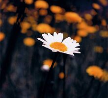 A Daisy Alone by Seth Weaver