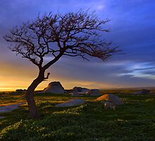 Dog Rocks by Darren Stones