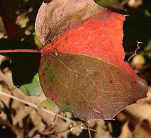 Patch Leaf by Matt Dawdy