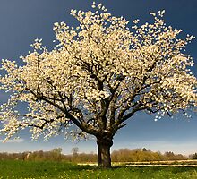 Single blossoming tree in spring. by peterwey