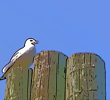 Comic Abstract Seagull by steelwidow