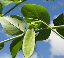 Glorious snow pea by Northcote Community Gardens