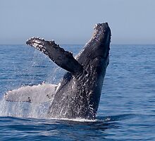 Humpback Breaching by Steve Bulford