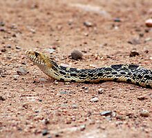 bull snake by vipgrafx