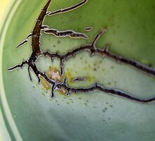 Succulent Abstract by Ye Liew