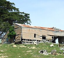 The Old Shearing Shed by Paul Martin