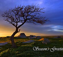 Dog Rocks by Darren Stones