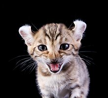 Funny Kitten by idapix