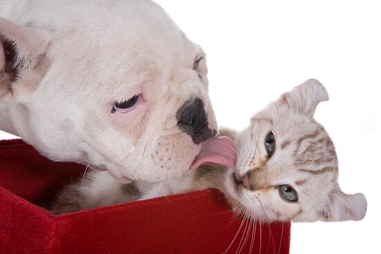 pictures of puppies and kittens together. Puppy and Kitten Kisses by idapix