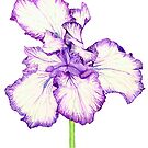 Bearded Iris Drawing