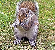 Recital by Musical Squirrel playing the Picolo! by kitlew