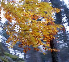 Dynamic Motion of Wind through the forest by wondawe