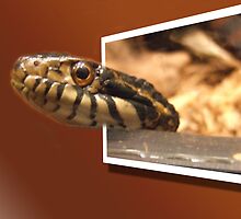 SLITHER by Christina Sauber