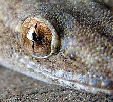 Gecko Blink by colbychristie