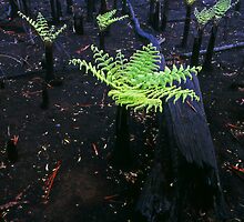 after the fire...after the rain...Regeneration. by Tony Middleton