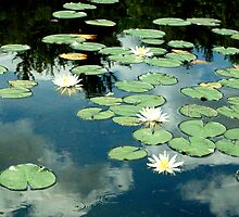 Inspired by Monet by Tim Ray