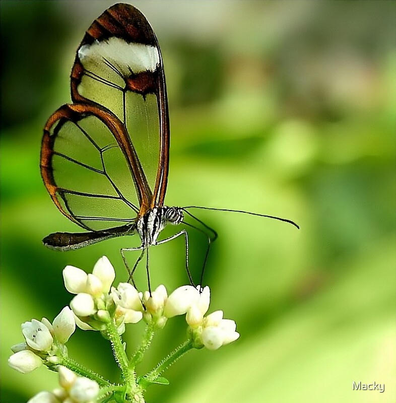 when a butterfly visits you