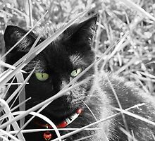 On The Hunt by Danielle LaBerge
